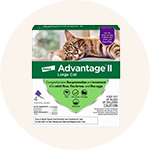 Cat Flea & Tick